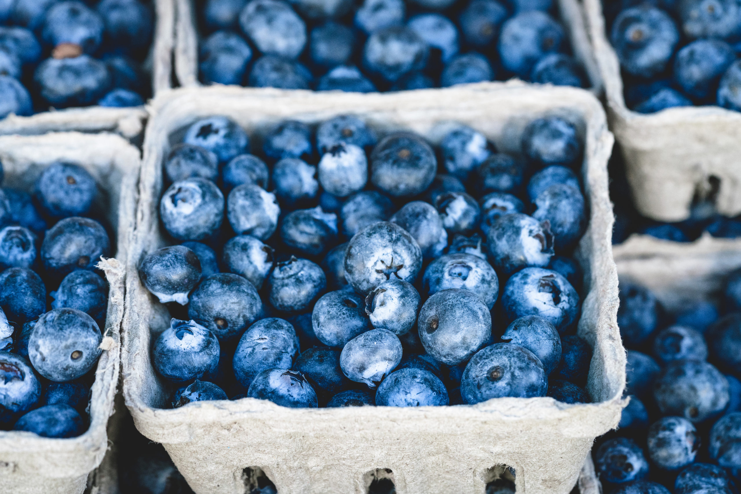 Photo of blueberry fruit in a gray container.