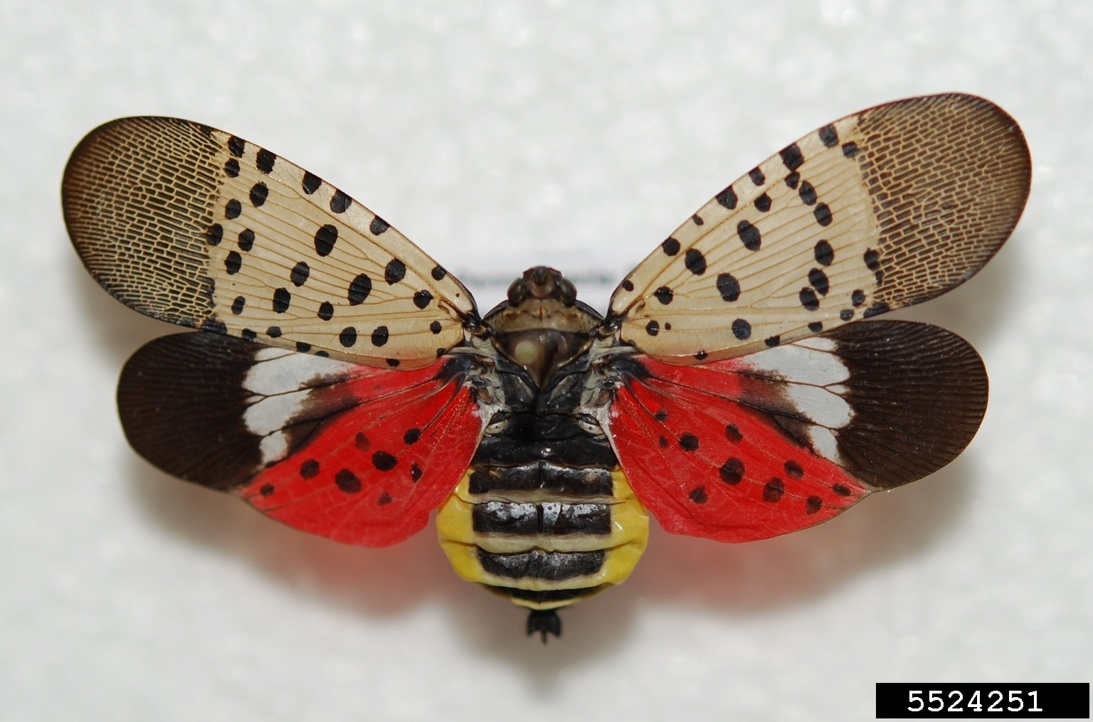 Photo of a spotted lantern fly.