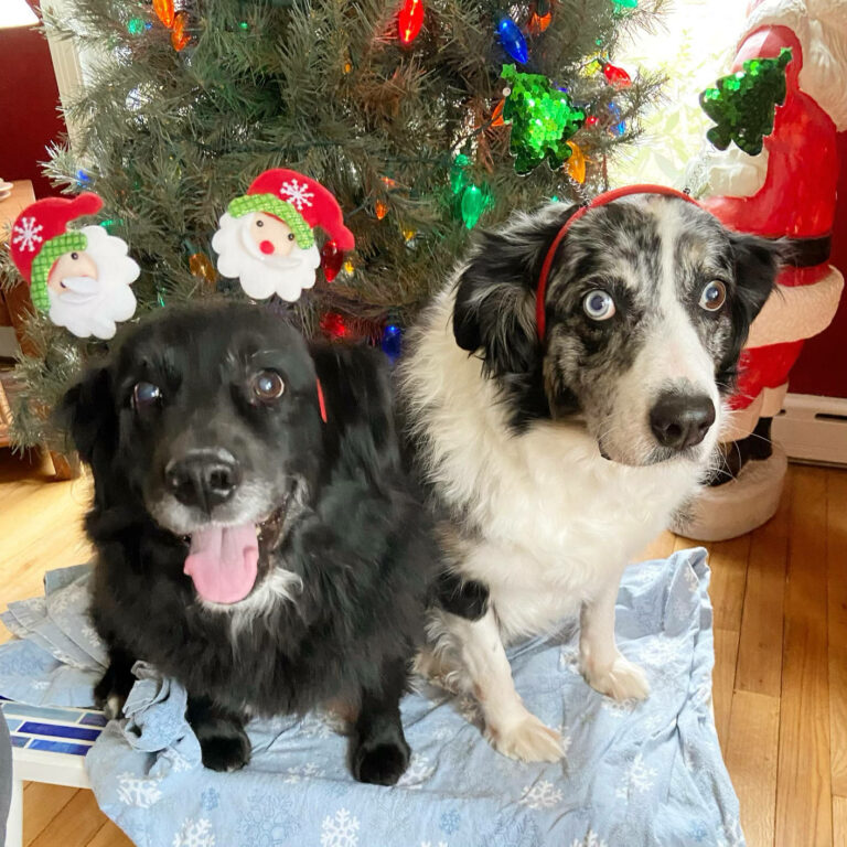Photo of Mina and Clem for the holidays.