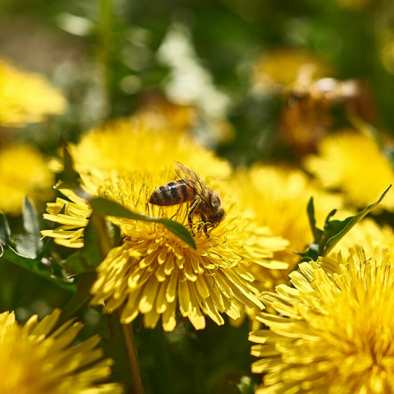 Photo of a bee on a dandelion.