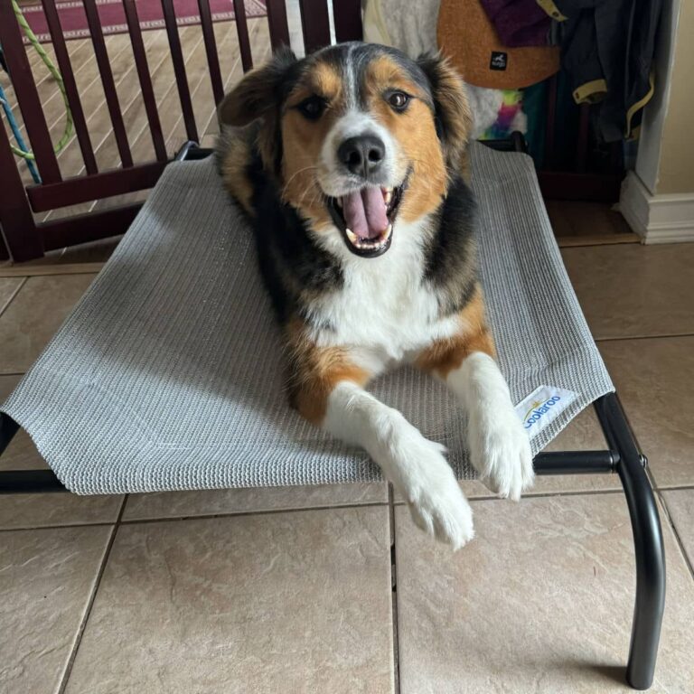 Photo of Henry on his elevated bed.